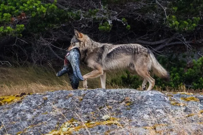 Ванкуверский островной волк: Настоящие морские псы. Что лесные хищники забыли на островах в океане?