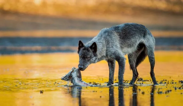 Ванкуверский островной волк: Настоящие морские псы. Что лесные хищники забыли на островах в океане?