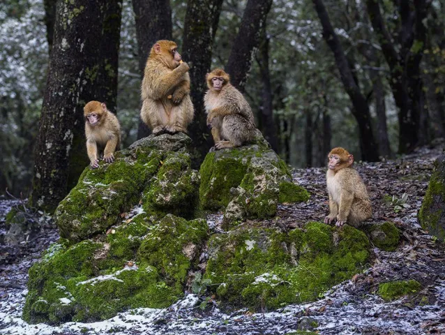 Магот: Единственная обезьяна, которая живёт в Европе. Самки захватили власть в их группах коварным и неоспоримым способом!