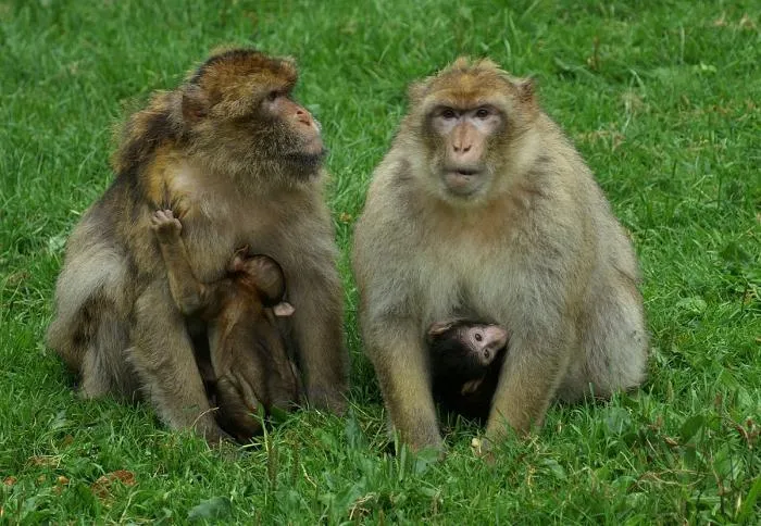 Магот: Единственная обезьяна, которая живёт в Европе. Самки захватили власть в их группах коварным и неоспоримым способом!