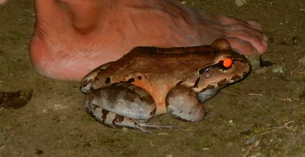 Пятипалый свистун: Ядовитый гигант из Южной Америки. Поедает змей, других лягушек и даже молодых кур