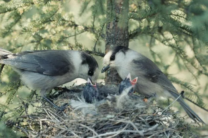 Канадская сойка: Их птенцы ведут жёсткие разборки за наследство родителей. Но какие богатства могут быть у птиц?