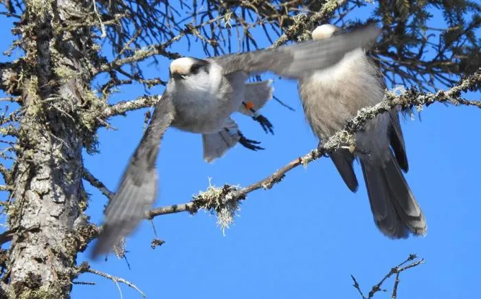 Канадская сойка: Их птенцы ведут жёсткие разборки за наследство родителей. Но какие богатства могут быть у птиц?