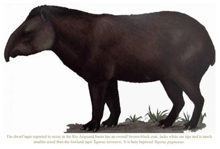 Тапир кабомани: Зверь весом в 100 кг скрывался от людей до 2013 года! Это первый вид непарнокопытного, который открыли за последние 100 лет