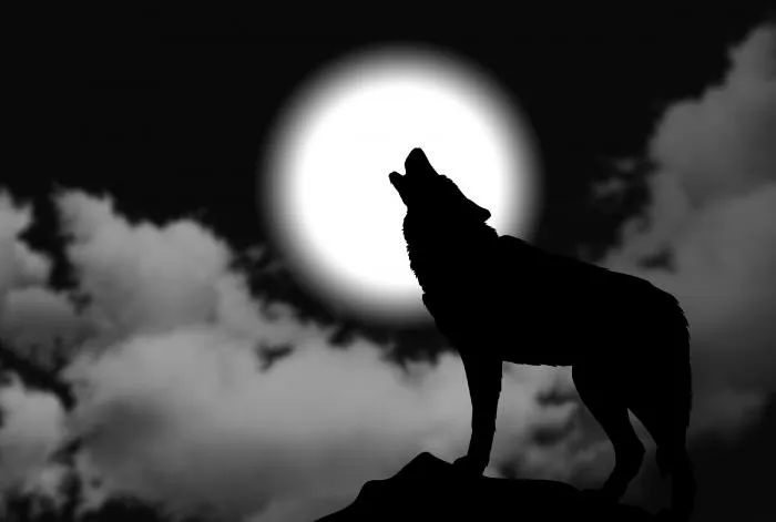 Почему волки и собаки воют на Луну? Что их так привлекает?