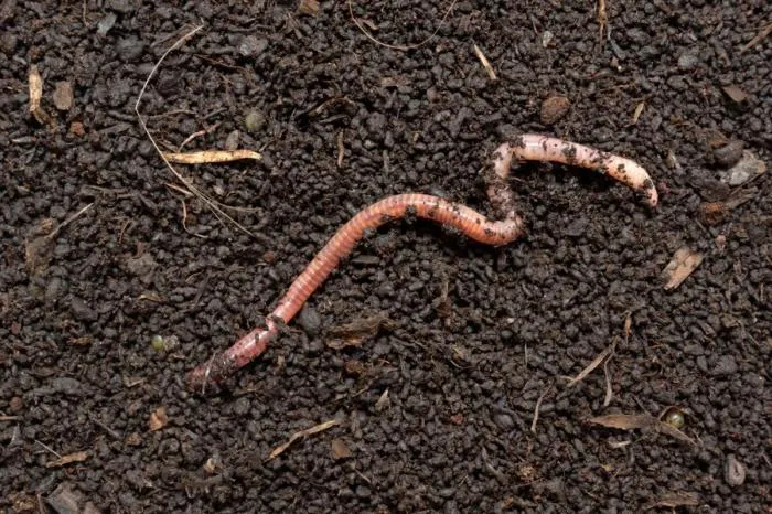 Что будет, если все дождевые черви вымрут? Почему жизнь червяков имеет критическую важность для природы?