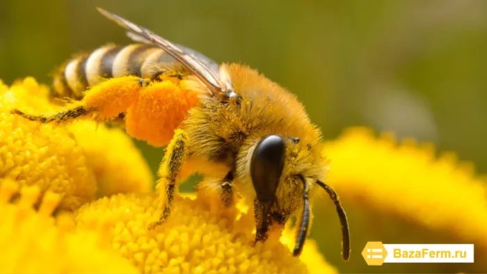 Как пчелы собирают пыльцу?
