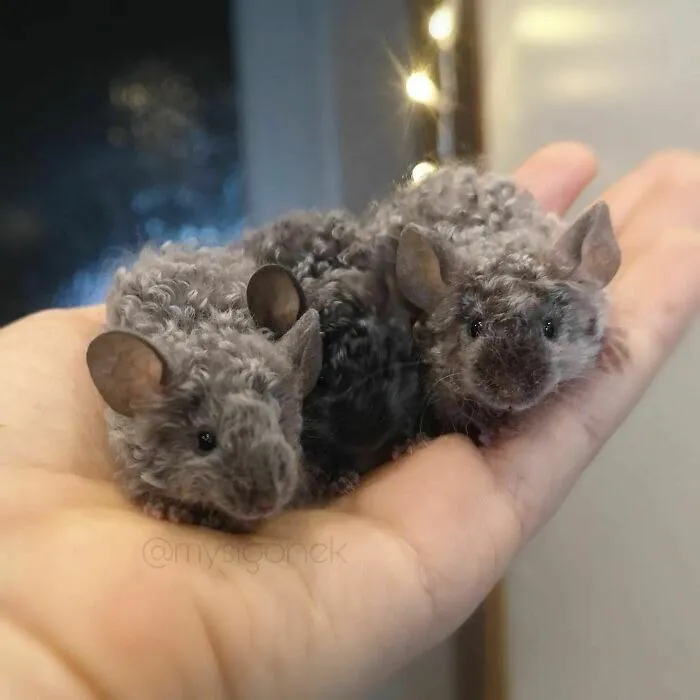 Мужчина из Польши разводит породистых мышей и делится их фотографиями