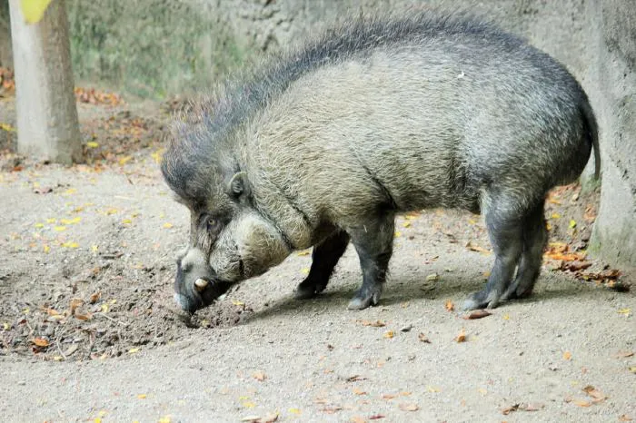 Висайская бородавчатая свинья: Уникальная хрюшка, которая пользуется орудиями труда. Но мы узнали об этом слишком поздно, она вымерла на 96%