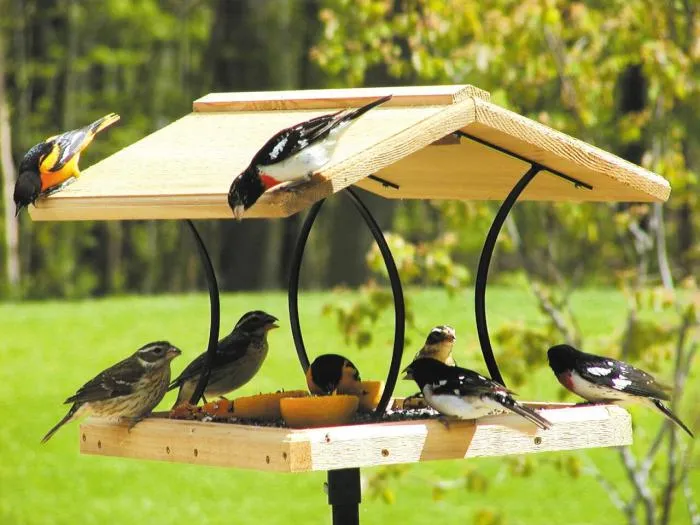 Почему летом нельзя кормить птиц? Кормушки в тёплый период могут загубить сотни пернатых