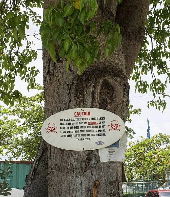 Самое гадкое дерево⁠⁠