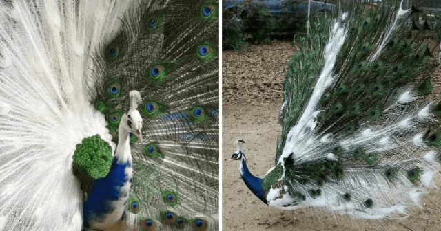 "Белые вороны": животные с витилиго и необычным окрасом