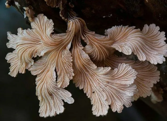 15 разновидностей грибов, которые выглядят необычно, что их можно спутать с инопланетными созданиями