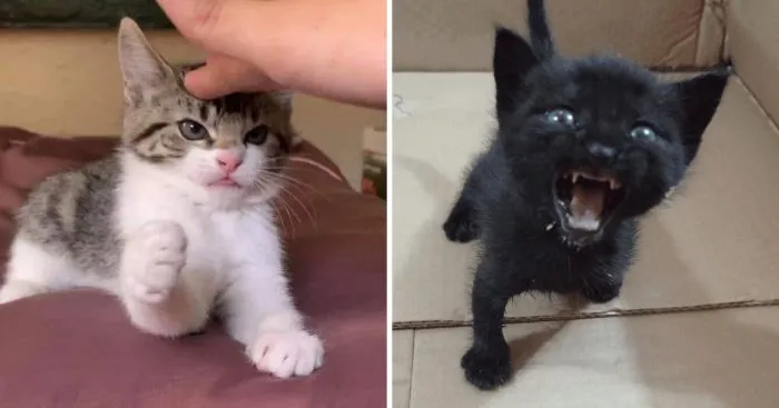 16 маленьких котят, которые выглядят как сдобные пирожочки, сделанные из чистого зла 16 маленьких котят, которые выглядят как сдобные пирожочки, сделанные из чистого зла