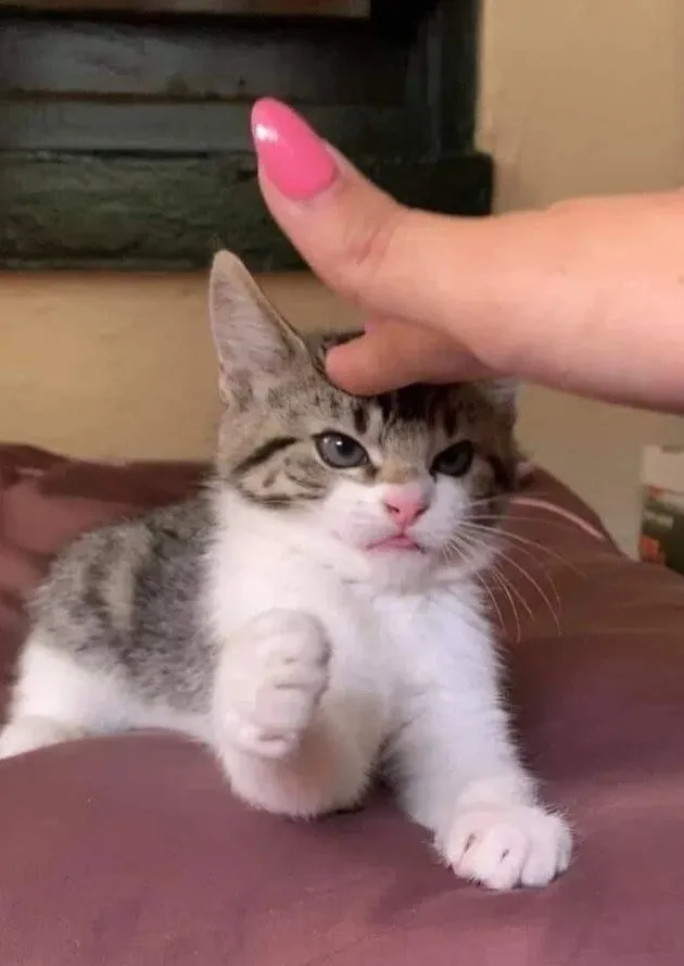 16 маленьких котят, которые выглядят как сдобные пирожочки, сделанные из чистого зла 16 маленьких котят, которые выглядят как сдобные пирожочки, сделанные из чистого зла