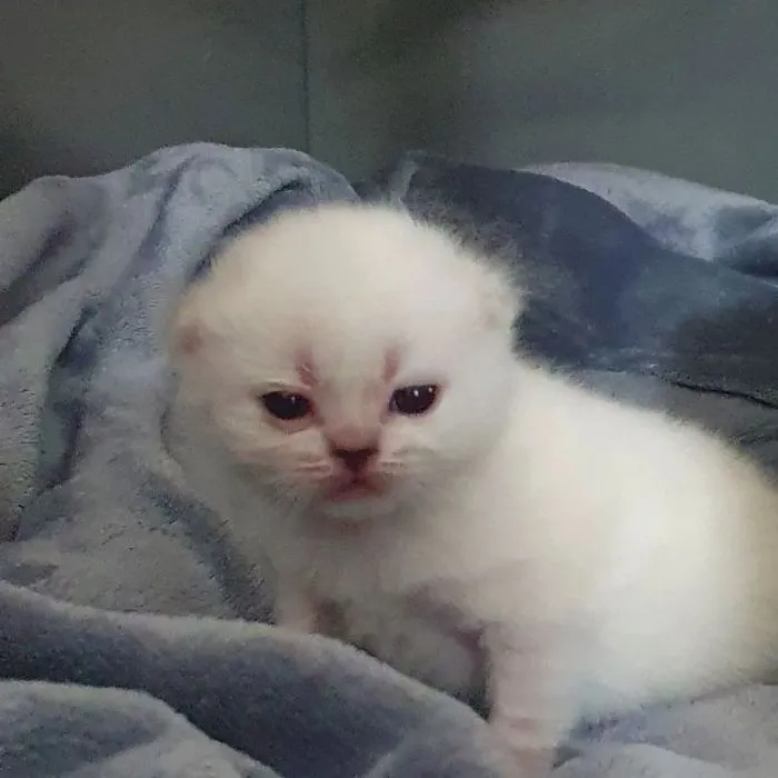16 маленьких котят, которые выглядят как сдобные пирожочки, сделанные из чистого зла 16 маленьких котят, которые выглядят как сдобные пирожочки, сделанные из чистого зла