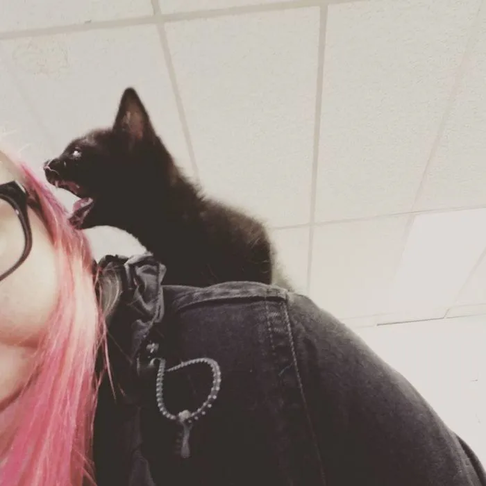 16 маленьких котят, которые выглядят как сдобные пирожочки, сделанные из чистого зла 16 маленьких котят, которые выглядят как сдобные пирожочки, сделанные из чистого зла