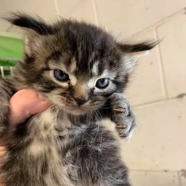 16 маленьких котят, которые выглядят как сдобные пирожочки, сделанные из чистого зла 16 маленьких котят, которые выглядят как сдобные пирожочки, сделанные из чистого зла