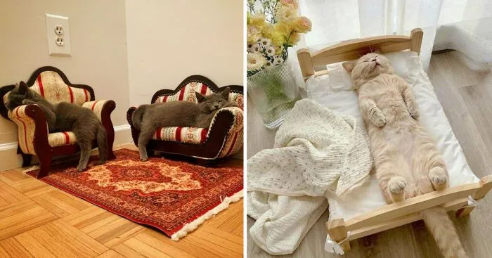 30+ котеек, которые живут в тепле и уюте — и мы бесконечно за них рады 30+ котеек, которые живут в тепле и уюте — и мы бесконечно за них рады