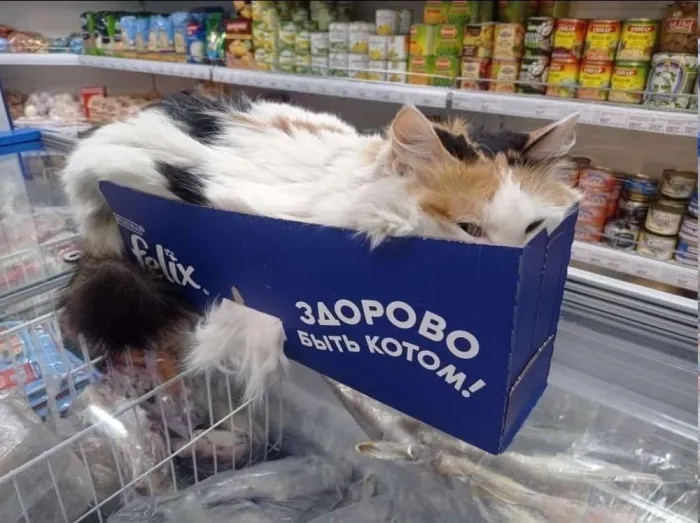 Нестандартный юмор :)
