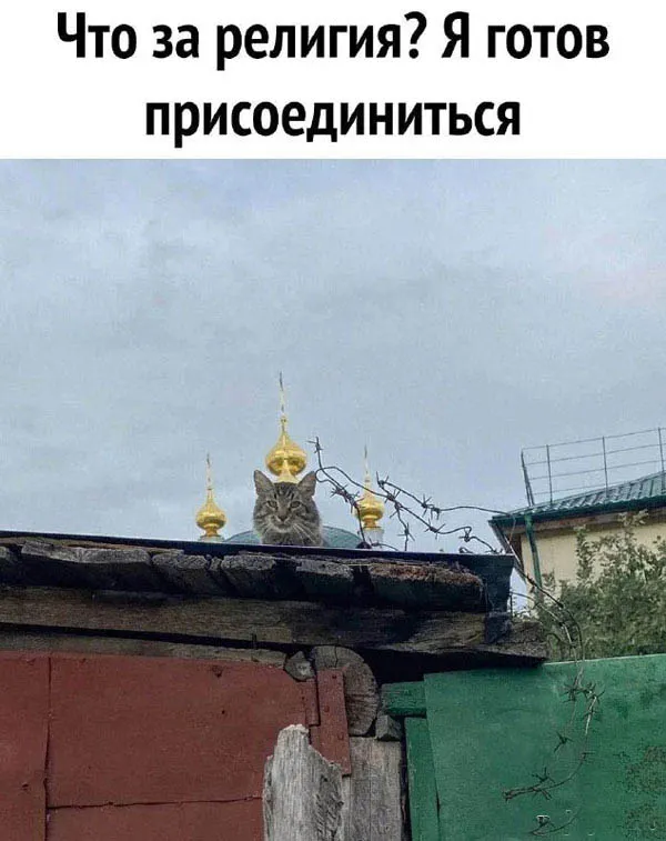 Баяны