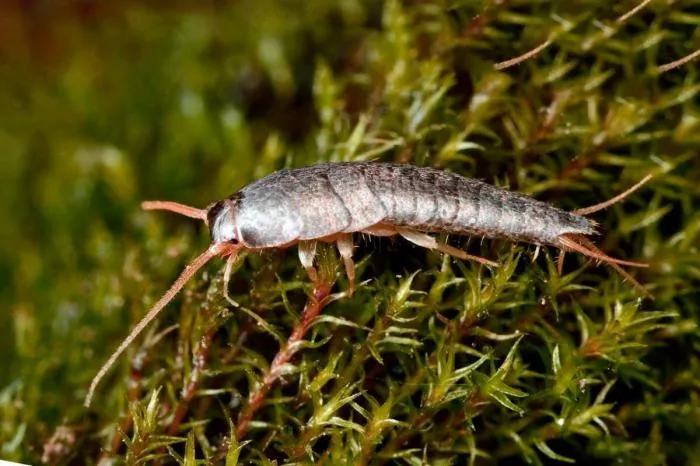 Обыкновенная чешуйница: Часто живёт в наших санузлах. Опасно ли это насекомое, и почему оно заводится?