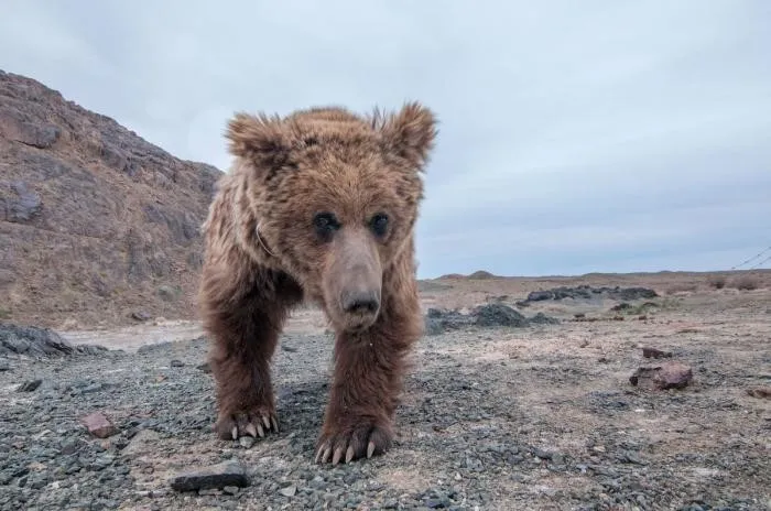 Гобийский медведь: Эти бурые мишки выживают в мёртвой монгольской пустыне. На какие жертвы им пришлось пойти?
