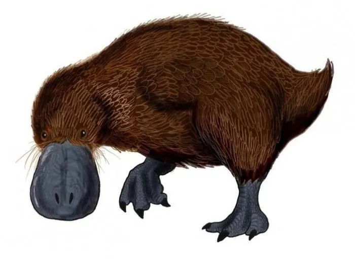 Талпанас липпа: Слепая кротоутка. Ходила с чутким носом-лопатой и почти не умела плавать. Как такое существо могло выжить?