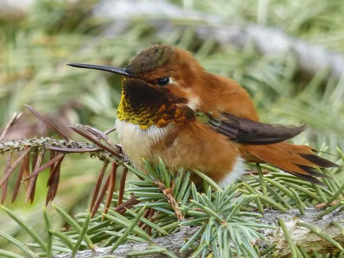 Охристый колибри: Морозостойкий колибри, который залетает даже в Россию! Как крохе в 4 грамма удаётся пережить холода?