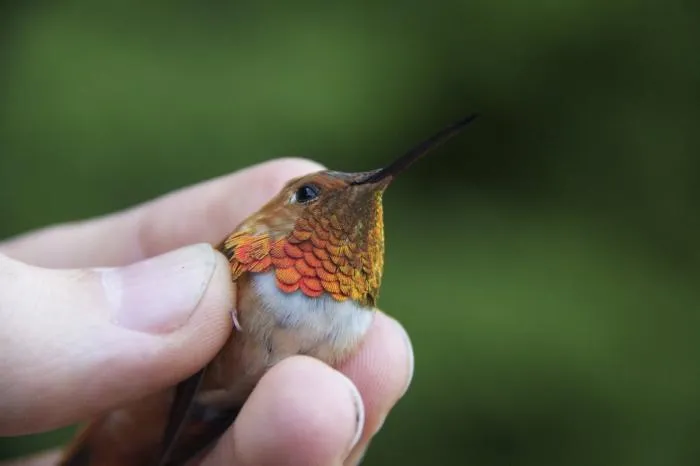 Охристый колибри: Морозостойкий колибри, который залетает даже в Россию! Как крохе в 4 грамма удаётся пережить холода?