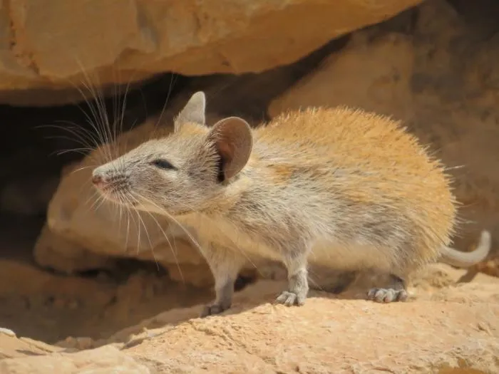Иглистая мышь: Сбрасывает до 60% кожи и восстанавливает её обратно! Удивительный зверь способен восстанавливать даже спинной и головной мозг