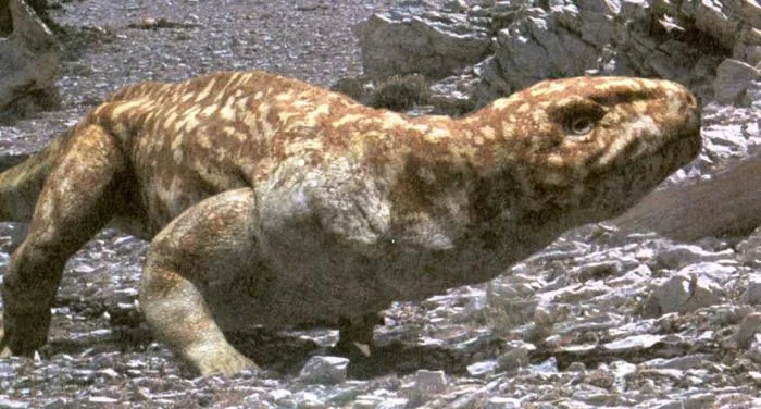 Сеймурия: Переходное звено от земноводного к рептилии. Чем это существо так удивило палеонтологов?