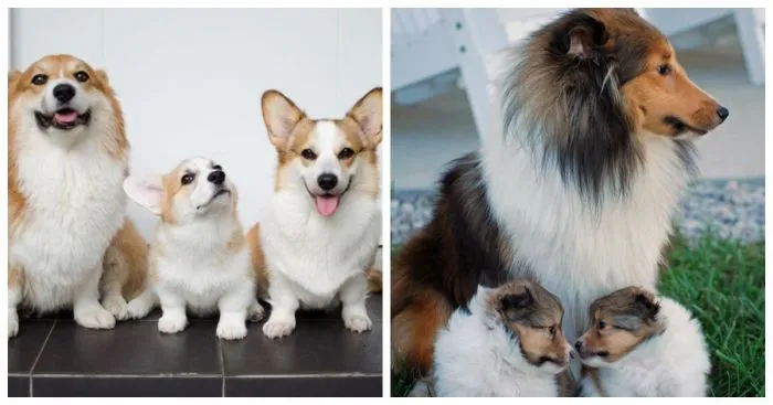 Гордые собаки-родители и их точные мини-копии