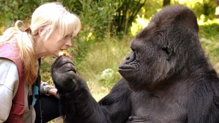 Горилла Коко: о чём поведала миру говорящая самка примата?