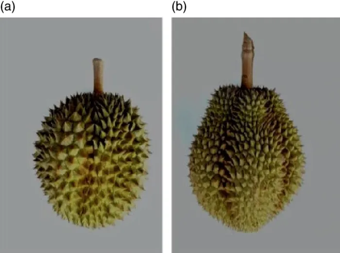 Как я полюбил самый вонючий фрукт в мире⁠⁠