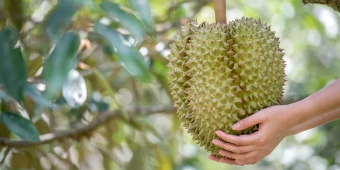 Как я полюбил самый вонючий фрукт в мире⁠⁠