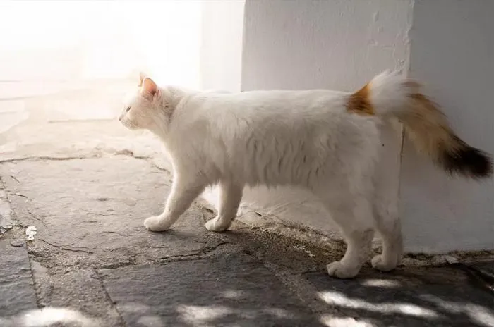 Турецкий ван: Шикарные коты тысячелетия жили на улицах Турции и закрепили необычную породу. Теперь их любят во всём мире!