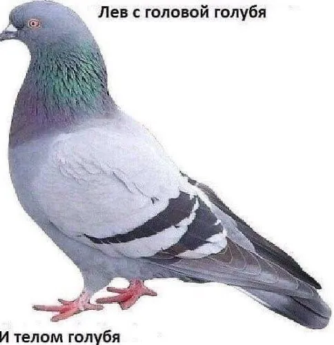 Картинки Картинки