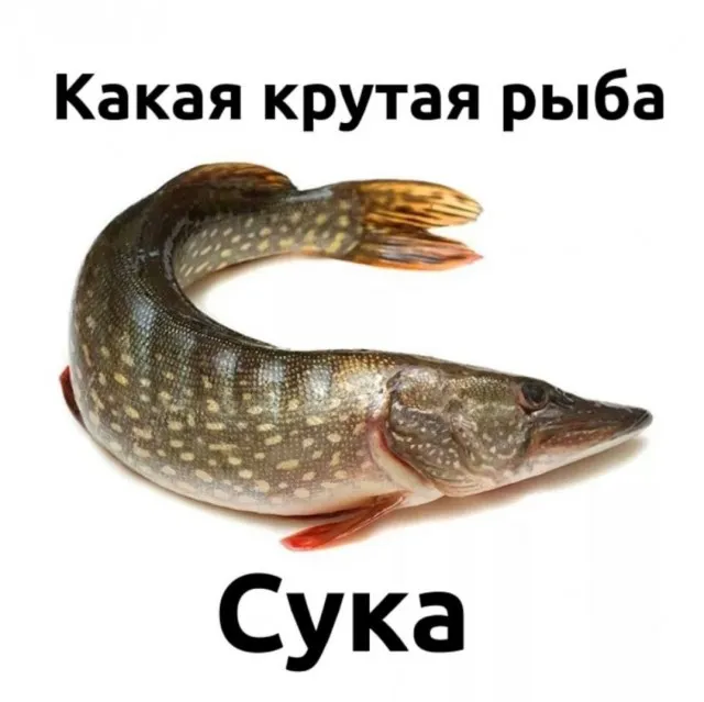 Картинки Картинки
