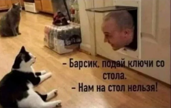 Фотоприколы и прикольные картинки