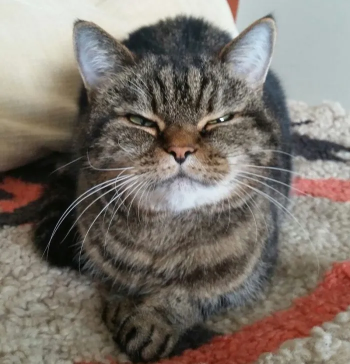 Эталонное презрение как оно есть