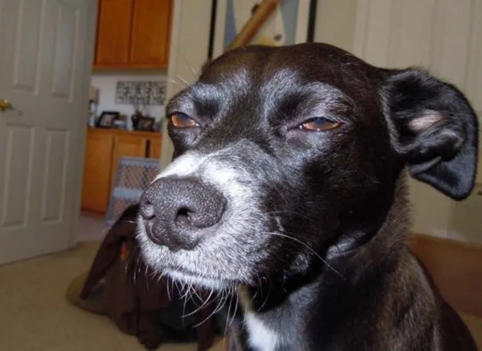 Эталонное презрение как оно есть