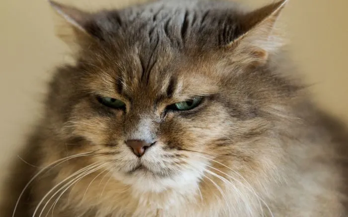 Эталонное презрение как оно есть