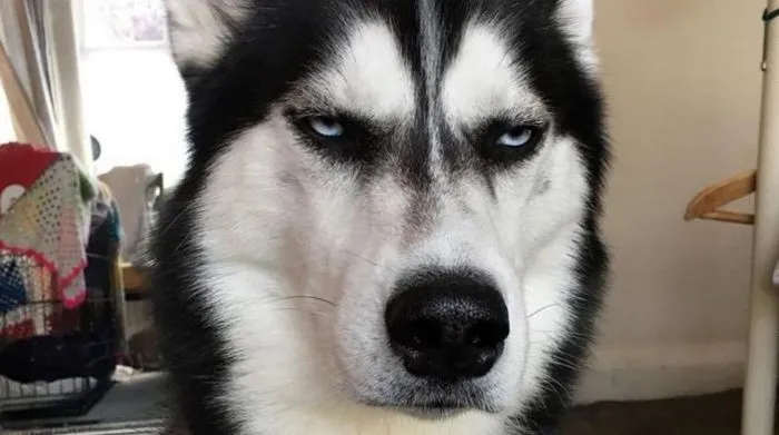 Эталонное презрение как оно есть