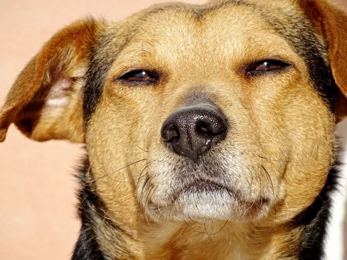 Эталонное презрение как оно есть