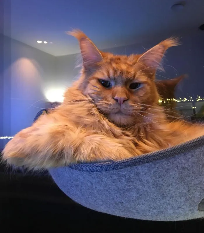 Эталонное презрение как оно есть