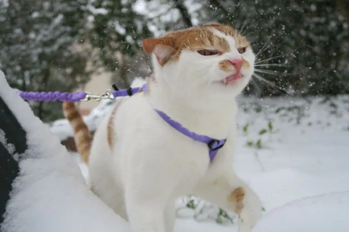 Эталонное презрение как оно есть