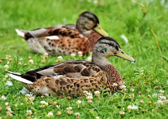 Зачем селезни наших городских крякв летом «переодеваются» в наряд самок и прячутся по кустам? Зачем селезни наших городских крякв летом «переодеваются» в наряд самок и прячутся по кустам?