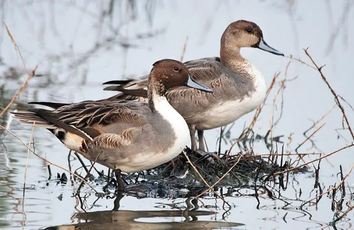 Зачем селезни наших городских крякв летом «переодеваются» в наряд самок и прячутся по кустам? Зачем селезни наших городских крякв летом «переодеваются» в наряд самок и прячутся по кустам?