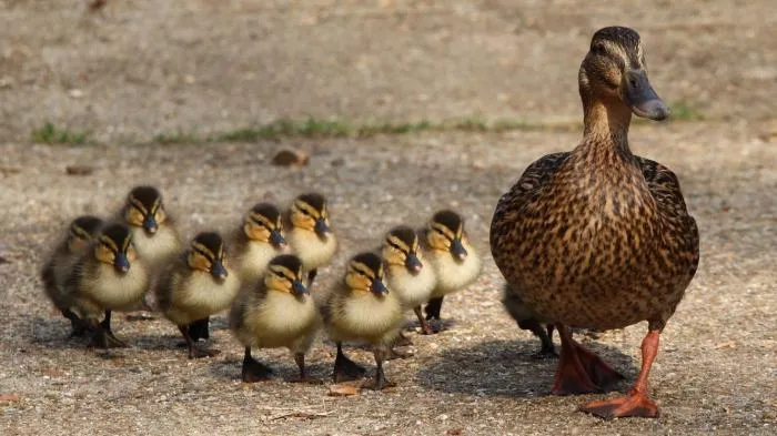 Зачем селезни наших городских крякв летом «переодеваются» в наряд самок и прячутся по кустам? Зачем селезни наших городских крякв летом «переодеваются» в наряд самок и прячутся по кустам?